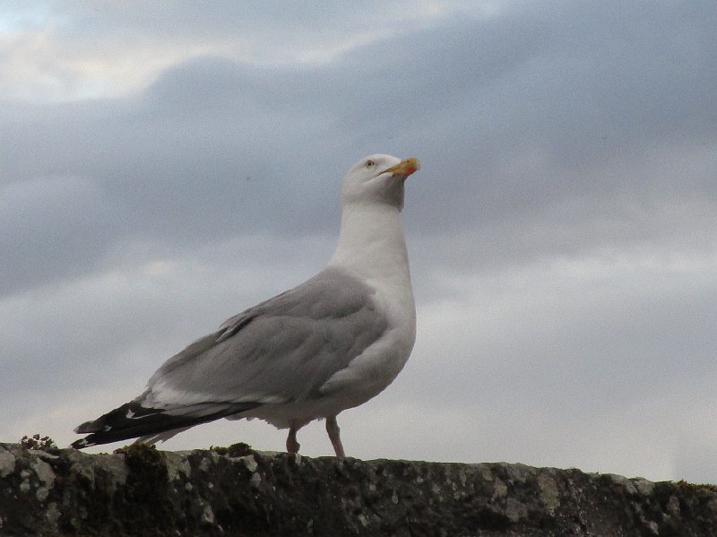 2018.06.30 Schottland Lossiemouth (1492).JPG
